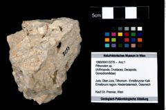 Foto (Objekt + Etikett) von Pithonoton sp.  (NHMW-GEO-1990-0041-3278)